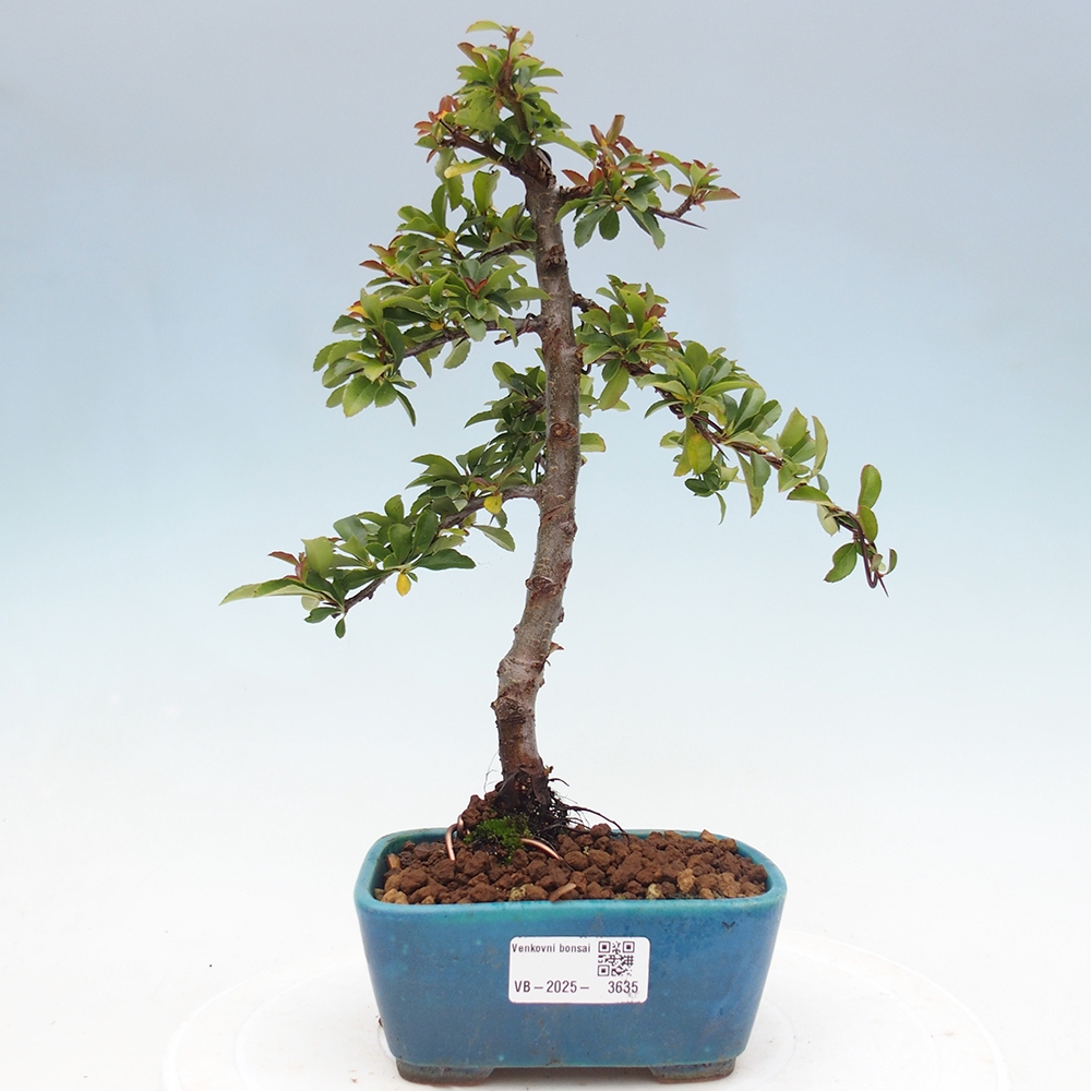 Kültéri bonsai-Pyracantha Teton - Hlox
