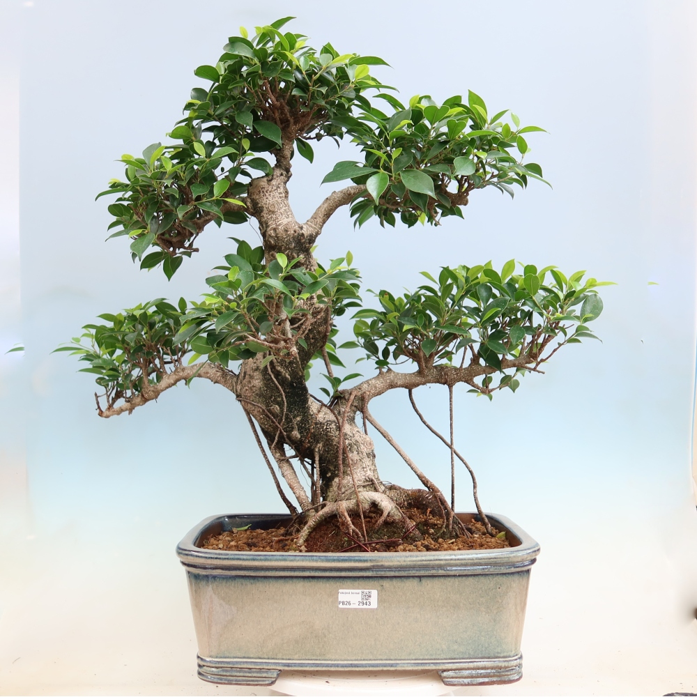 Szobai bonsai - Ficus kimmen - kislevelű fikusz
