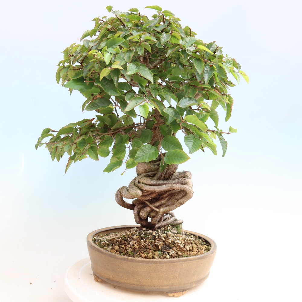 Kültéri bonsai -Carpinus CARPINOIDES - Koreai gyertyánfa