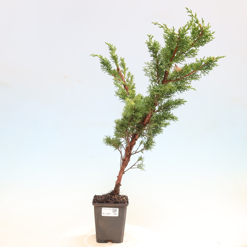 Kültéri bonsai - Juniperus chinensis Kishu