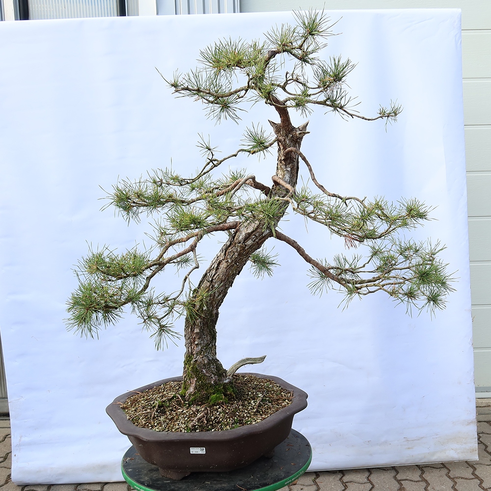 Pinus sylvestris Spanyolország – erdei fenyő