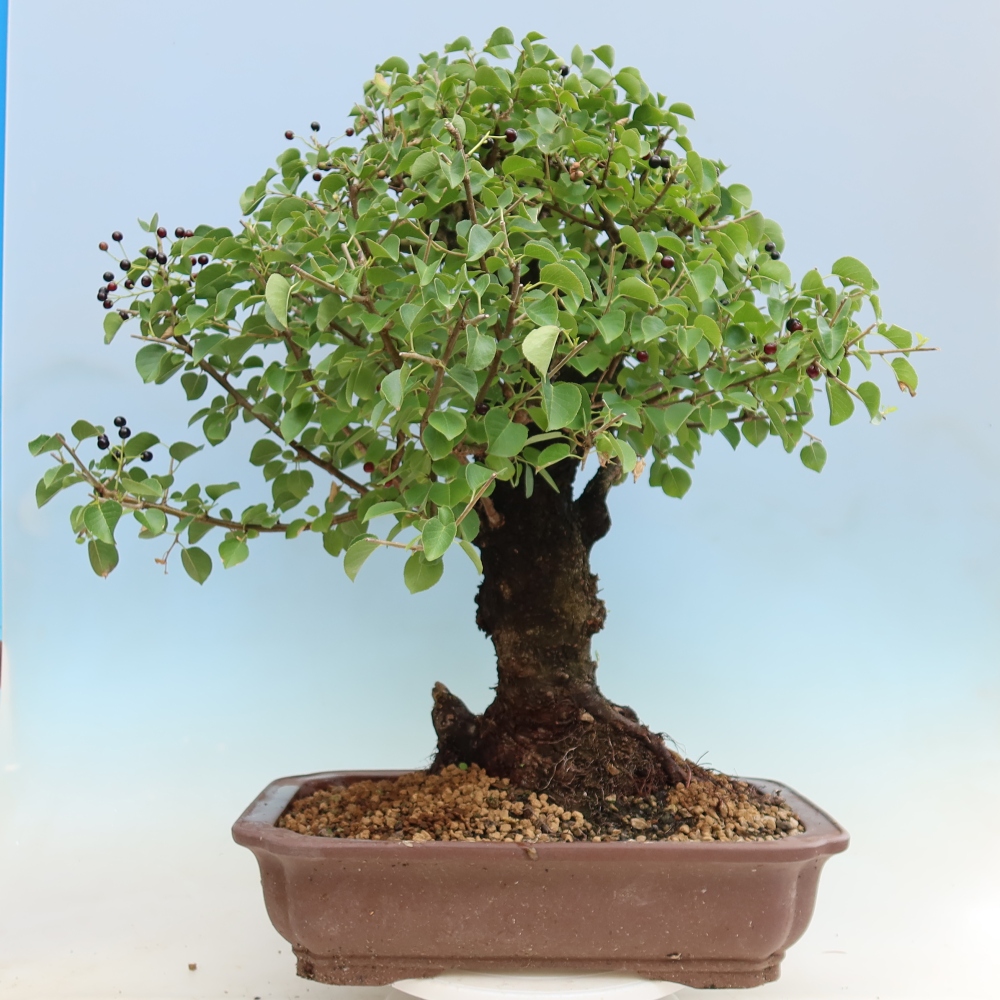 Kültéri bonsai - Mahalebka - Prunus mahaleb - Prunus mahaleb
