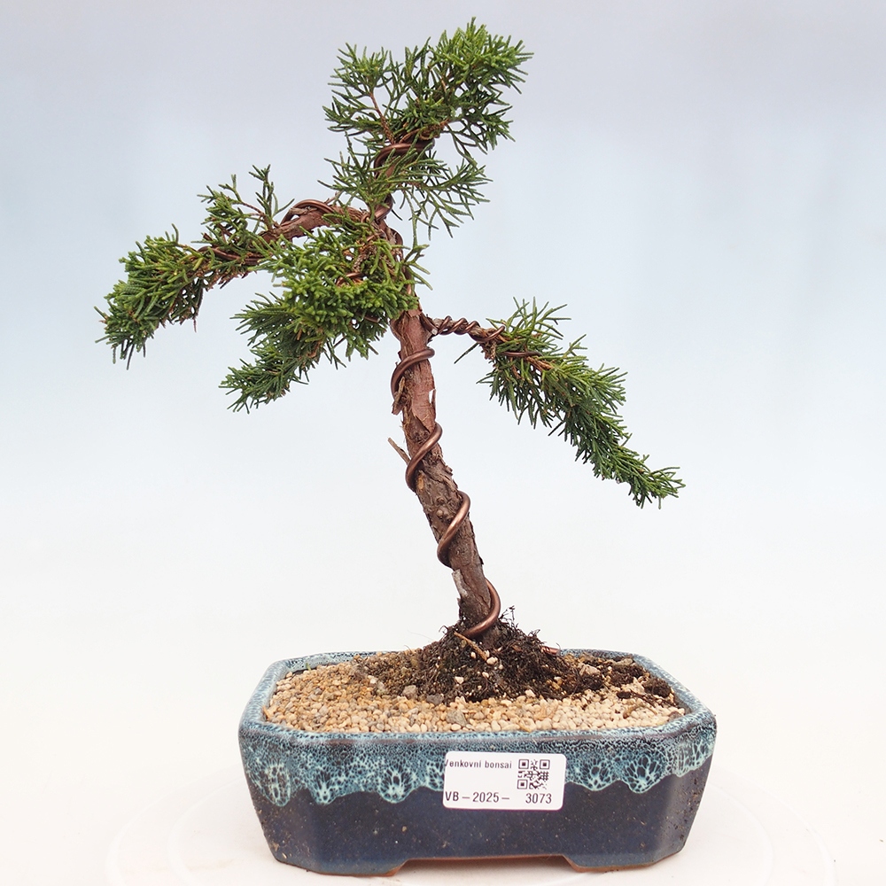 Kültéri bonsai - Juniperus chinensis Kishu