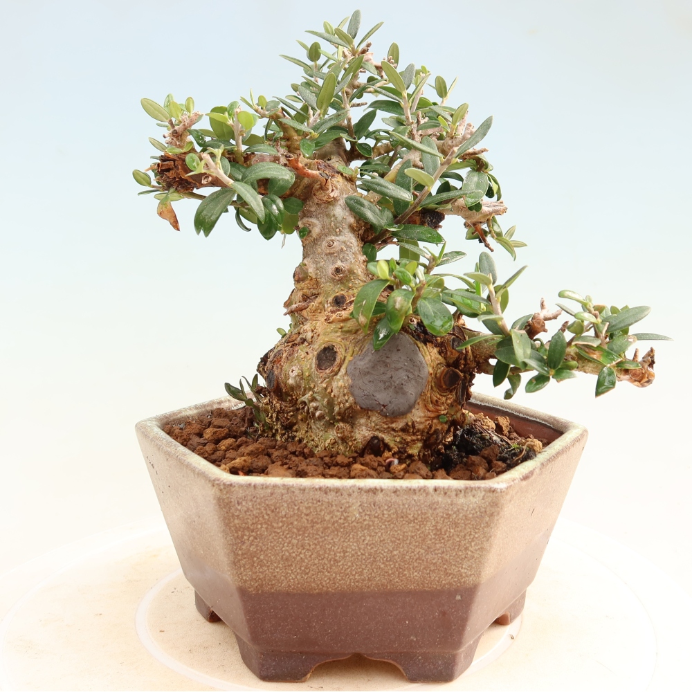 Beltéri bonsai - Olea europaea sylvestris