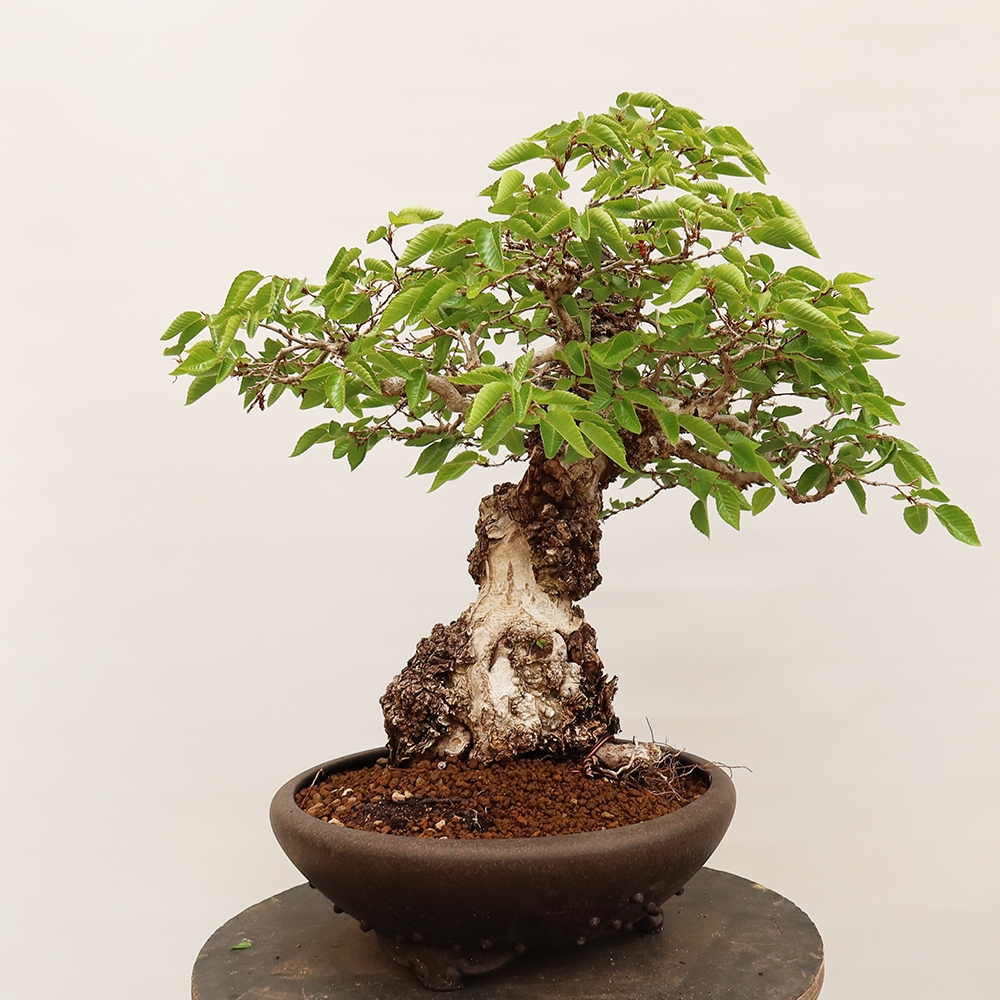 Kültéri bonsai -Carpinus Coreana - Koreai gyertyánfa