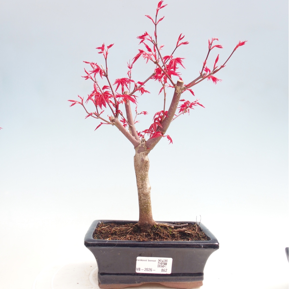 Kültéri bonsai - Acer palmatum DESHOJO