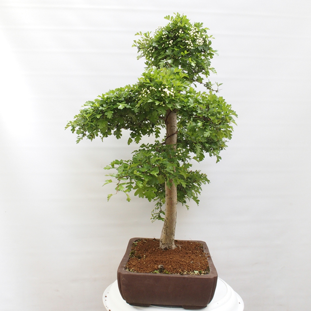 Kültéri bonsai - Galagonya - Crataegus monogyna