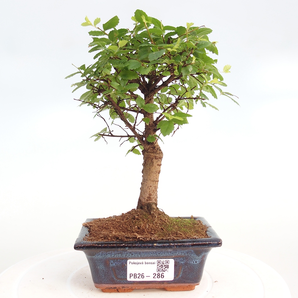 Szobai bonsai - Ulmus parvifolia - Kislevelű szilfa