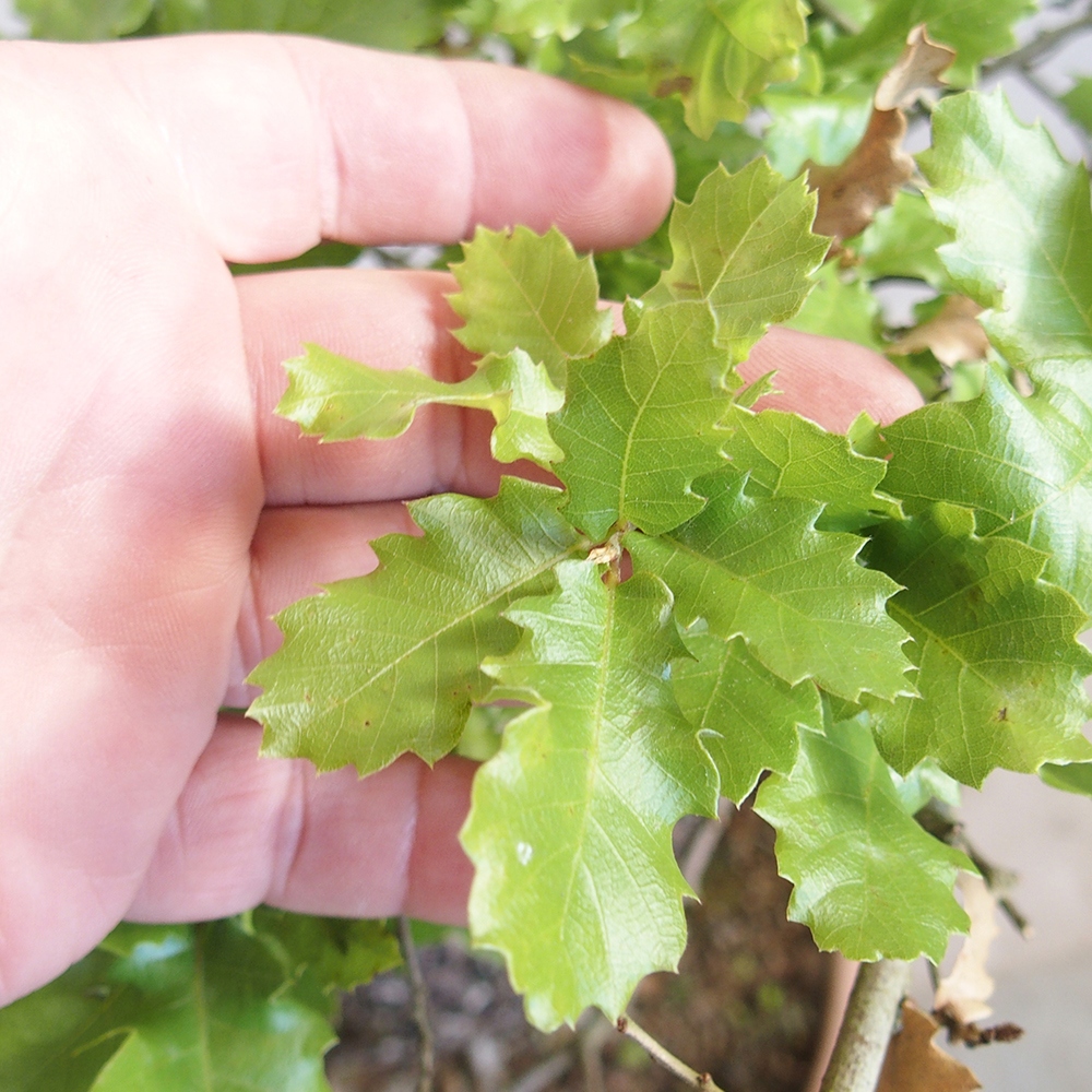 Kültéri bonsai Quercus Cerris - Tölgy Cer