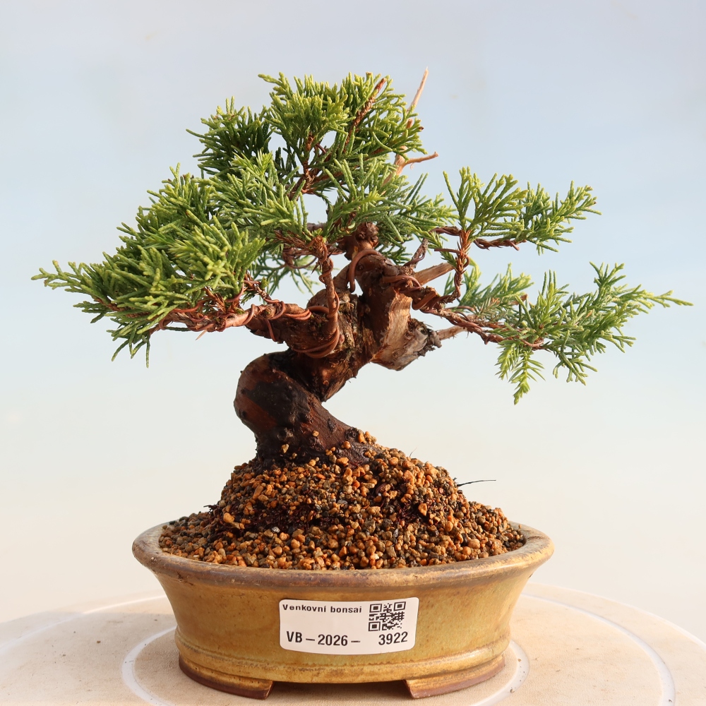 Kültéri bonsai - Juniperus chinensis Itoigawa