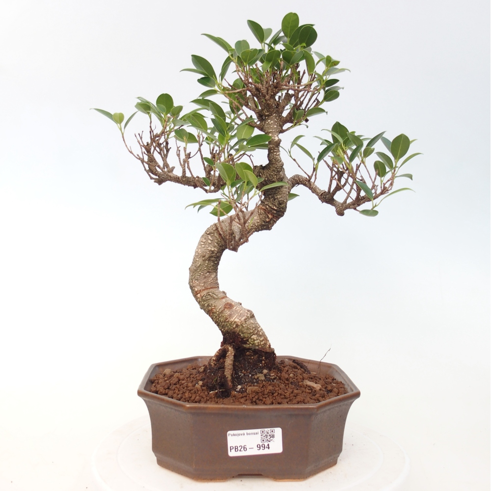 Szobai bonsai - Ficus retusa - kislevelű fikusz