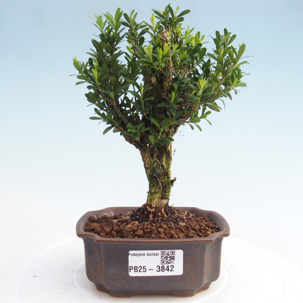 Szobai bonsai - Buxus harlandii - parafa buxus