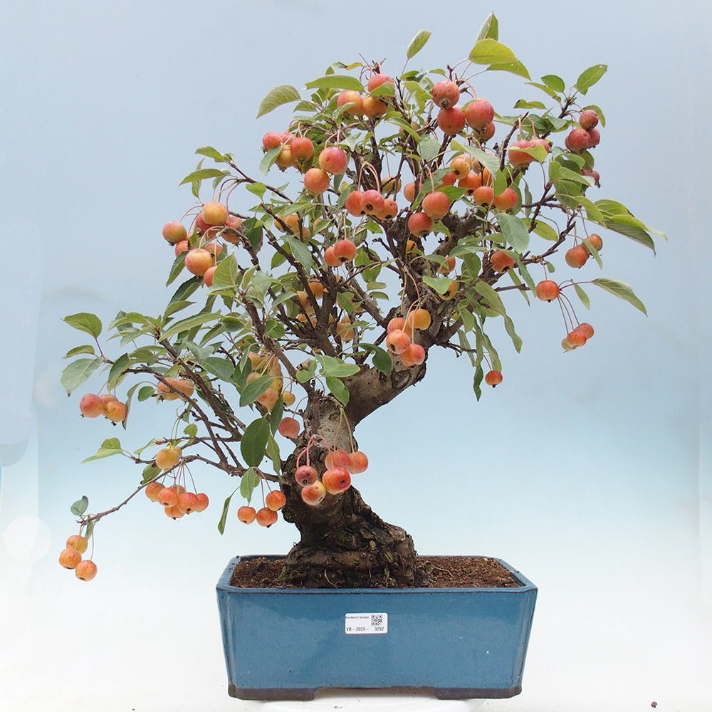 Kültéri bonsai -Malus halliana - Kis gyümölcsű almafa