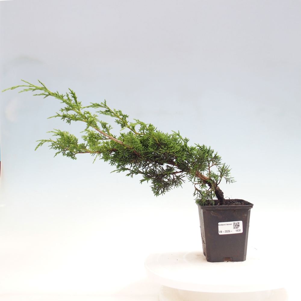 Kültéri bonsai - Juniperus chinensis Itoigawa