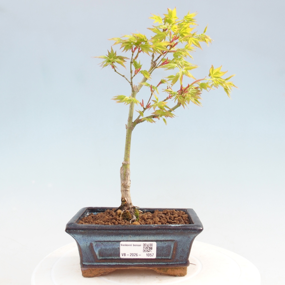 Acer palmatum Aureum - Arany juhar
