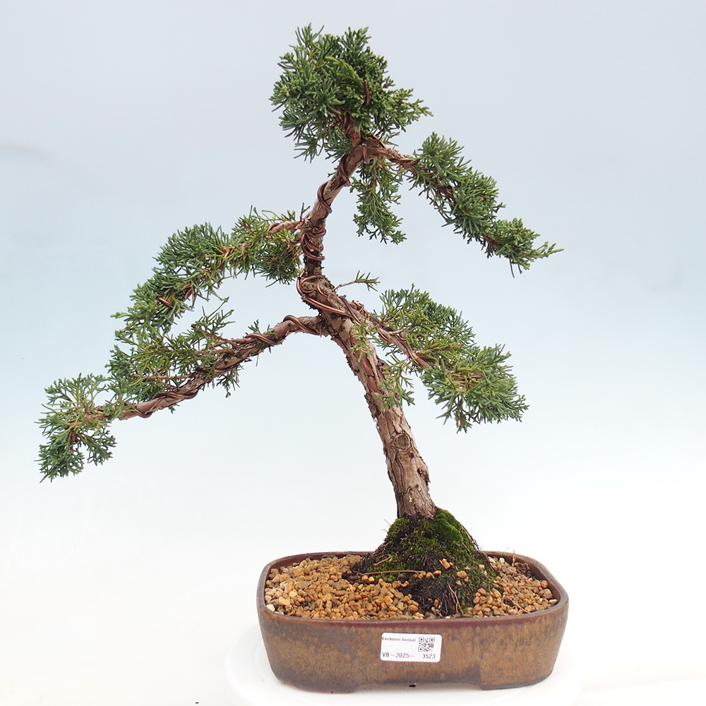 Kültéri bonsai - Juniperus chinensis Kishu