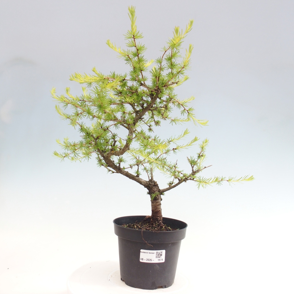 Kültéri bonsai - Larix decidua - vörösfenyő