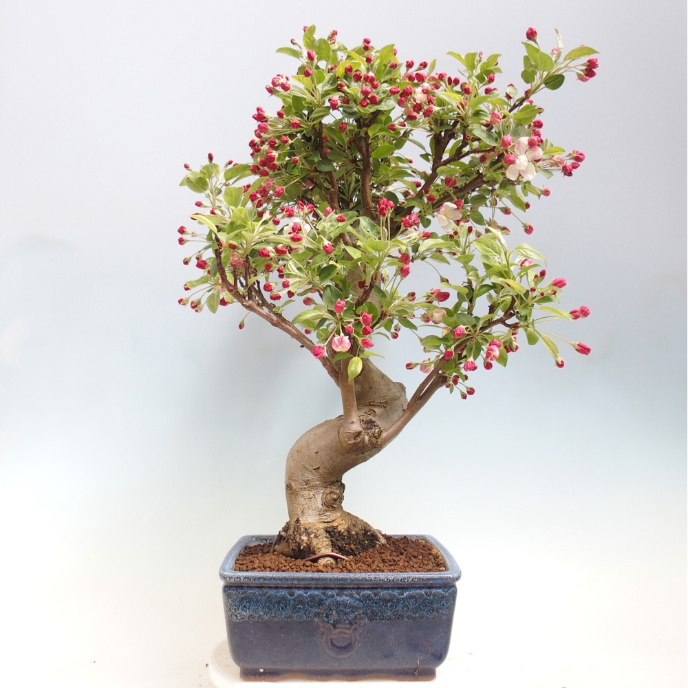 Kültéri bonsai -Malus halliana - Kis gyümölcsű almafa