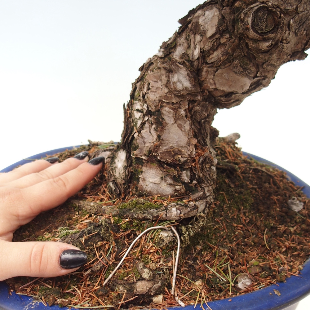 Kültéri bonsai - Pinus parviflora - Pinus parviflora