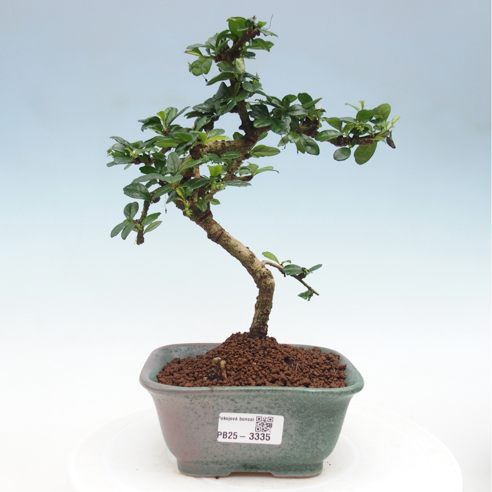 Szobai bonsai - Carmona macrophylla - Tea fuki