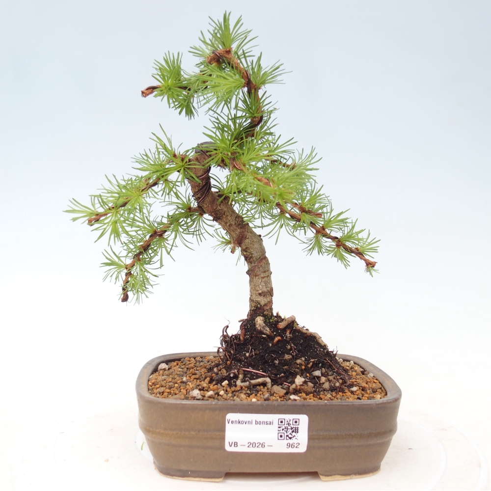 Kültéri bonsai - Larix Kaempferi - Japán vörösfenyő