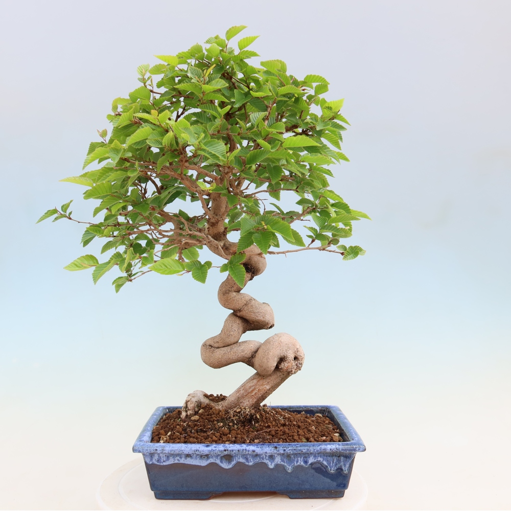 Kültéri bonsai -Carpinus Coreana - Koreai gyertyánfa