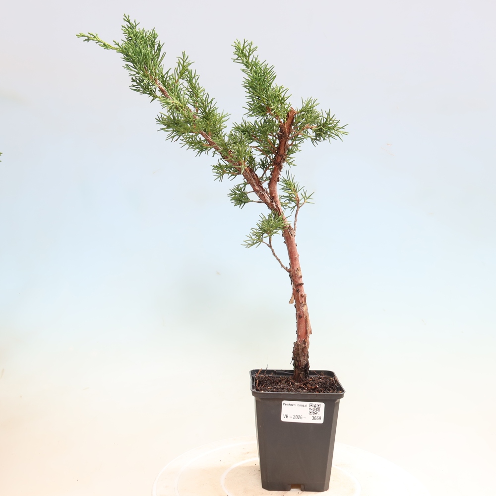 Kültéri bonsai - Juniperus chinensis Kishu