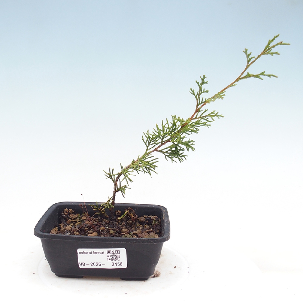 Kültéri bonsai - Juniperus chinensis Itoigawa