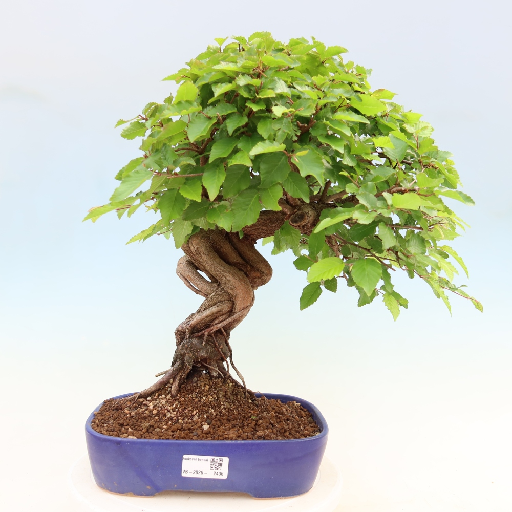Kültéri bonsai -Carpinus Coreana - Koreai gyertyánfa