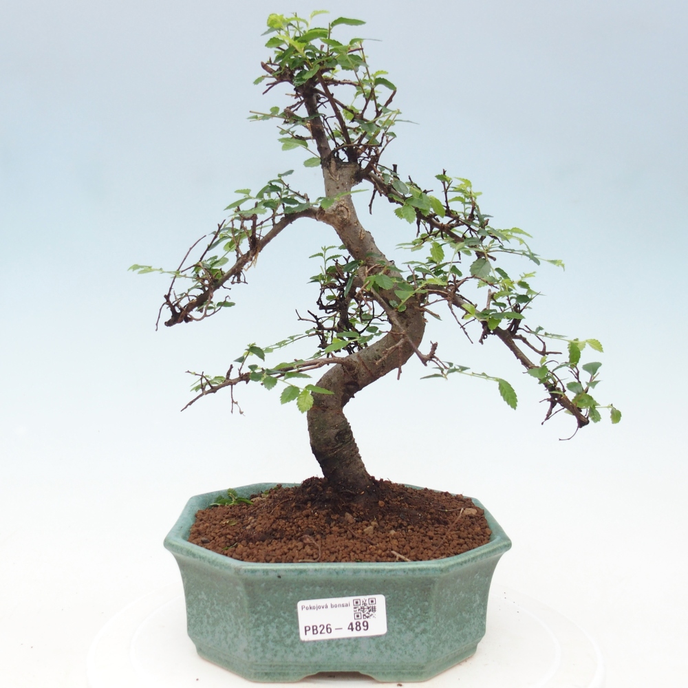Szobai bonsai - Ulmus parvifolia - Kislevelű szilfa