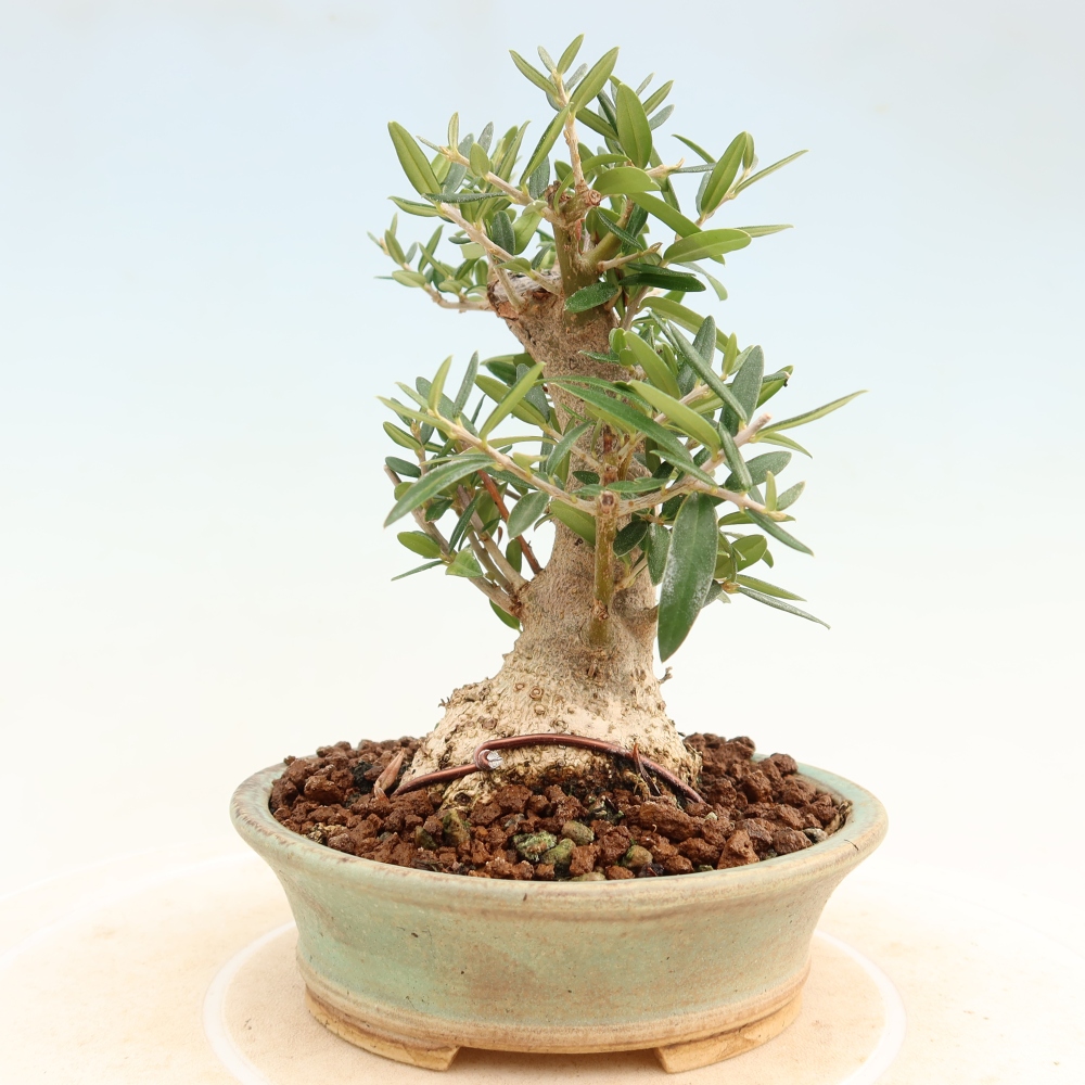 Beltéri bonsai - Olea europaea sylvestris