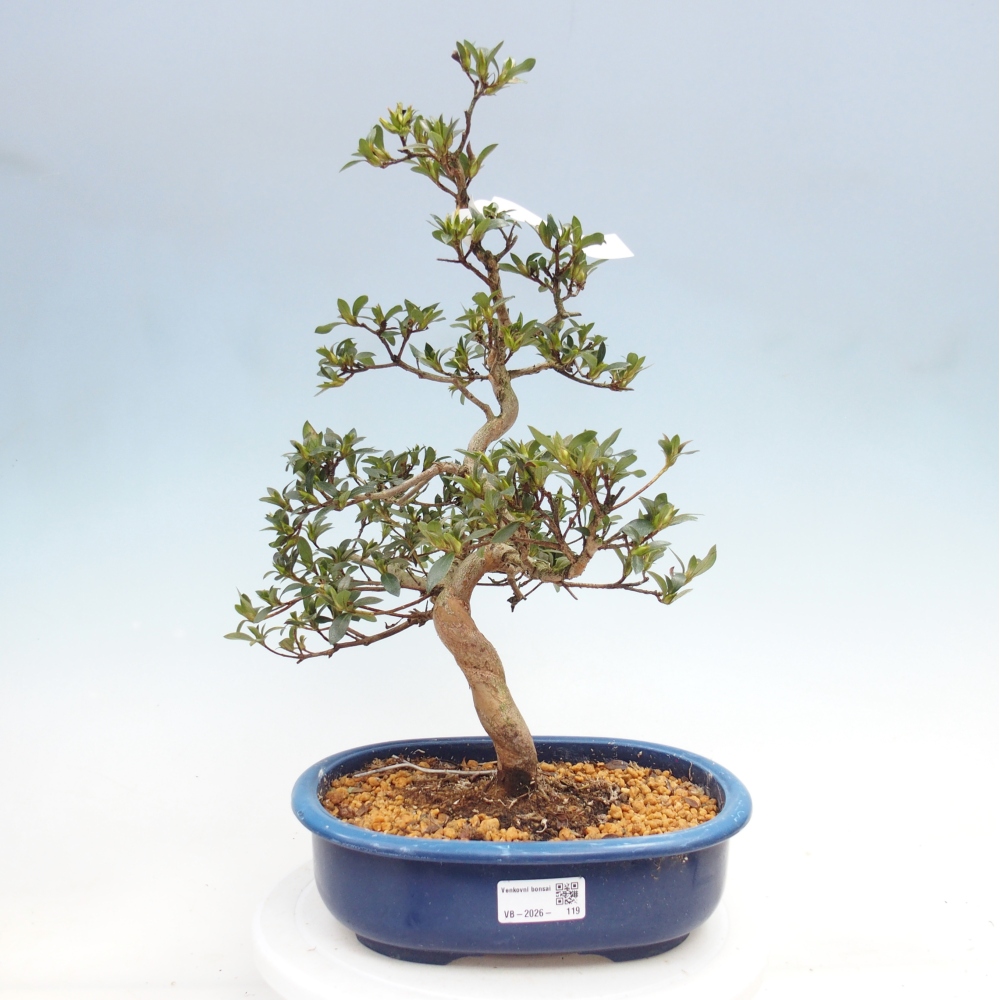 Kültéri bonsai - Japán azálea - Azalea Secchuka