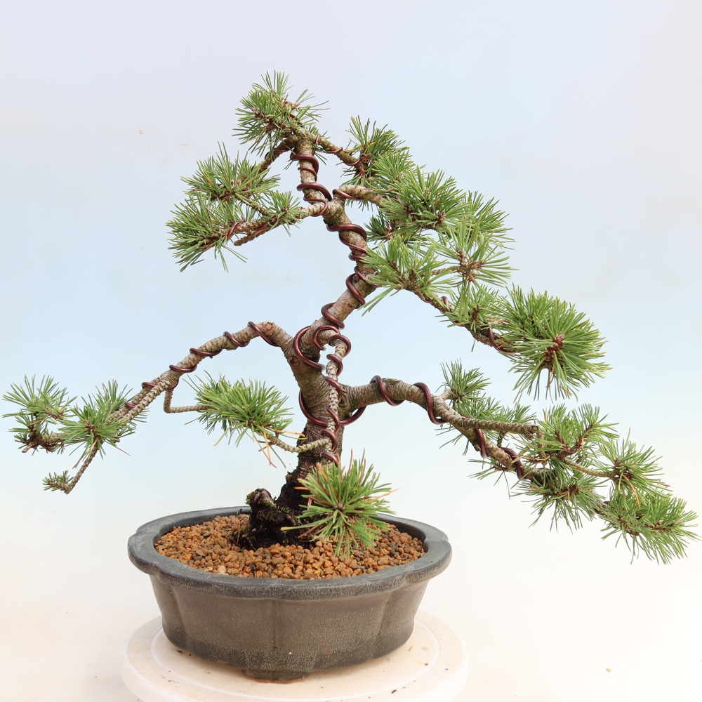 Kültéri bonsai – Pinus mugo Humpy – Törpefenyő