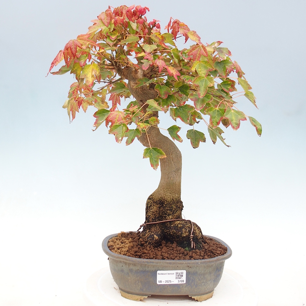 Kültéri bonsai - Acer Buergerianum - Burger juhar