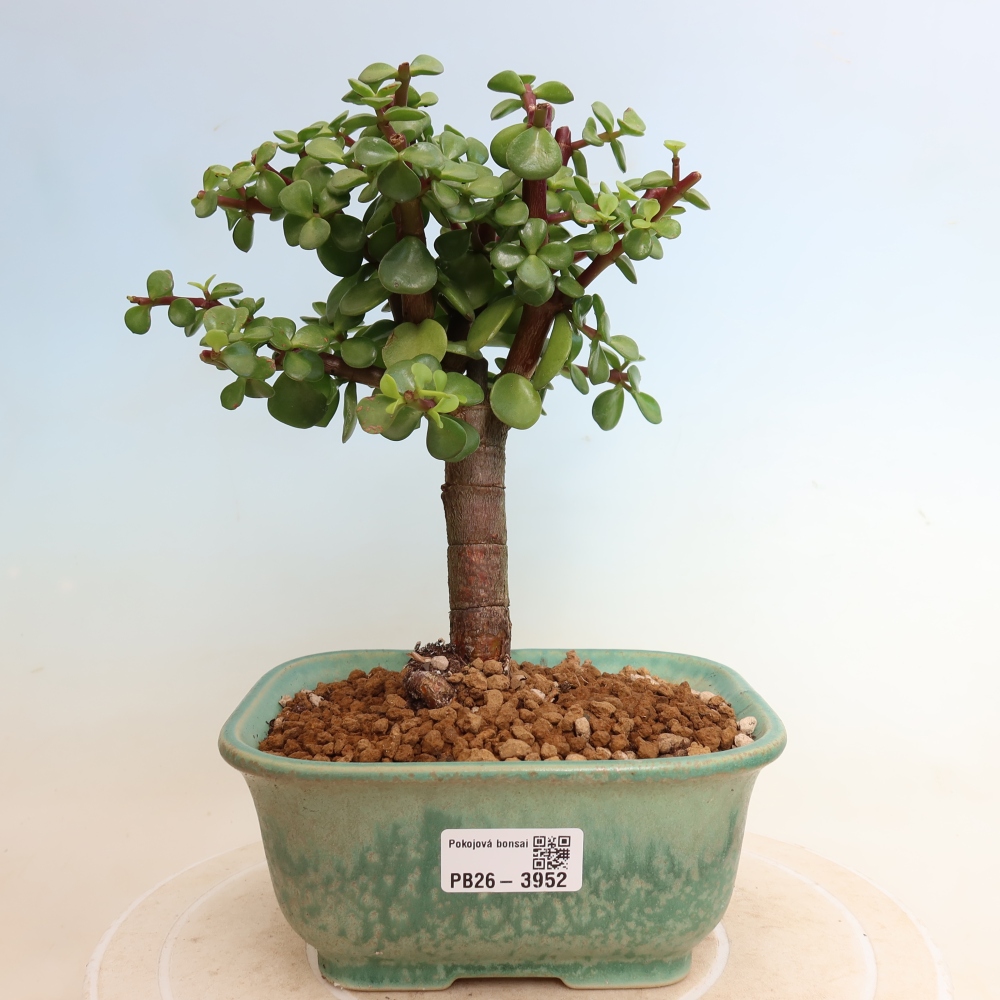 Szoba bonsai - Portulakaria Afra - Tlustice