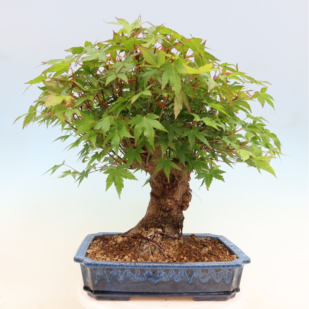 Kültéri bonsai - Juhar Burger - Acer Burgerianum