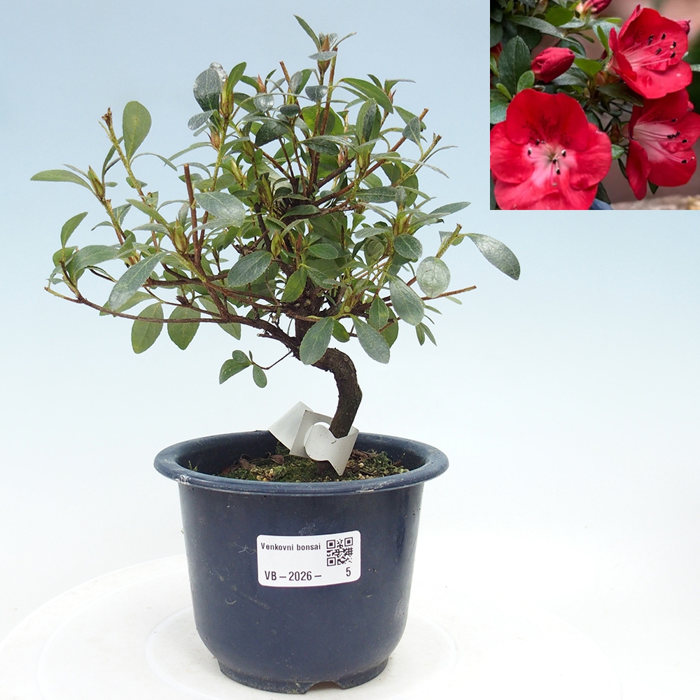 Kültéri bonsai - Japán azálea - Azalea Benibeni