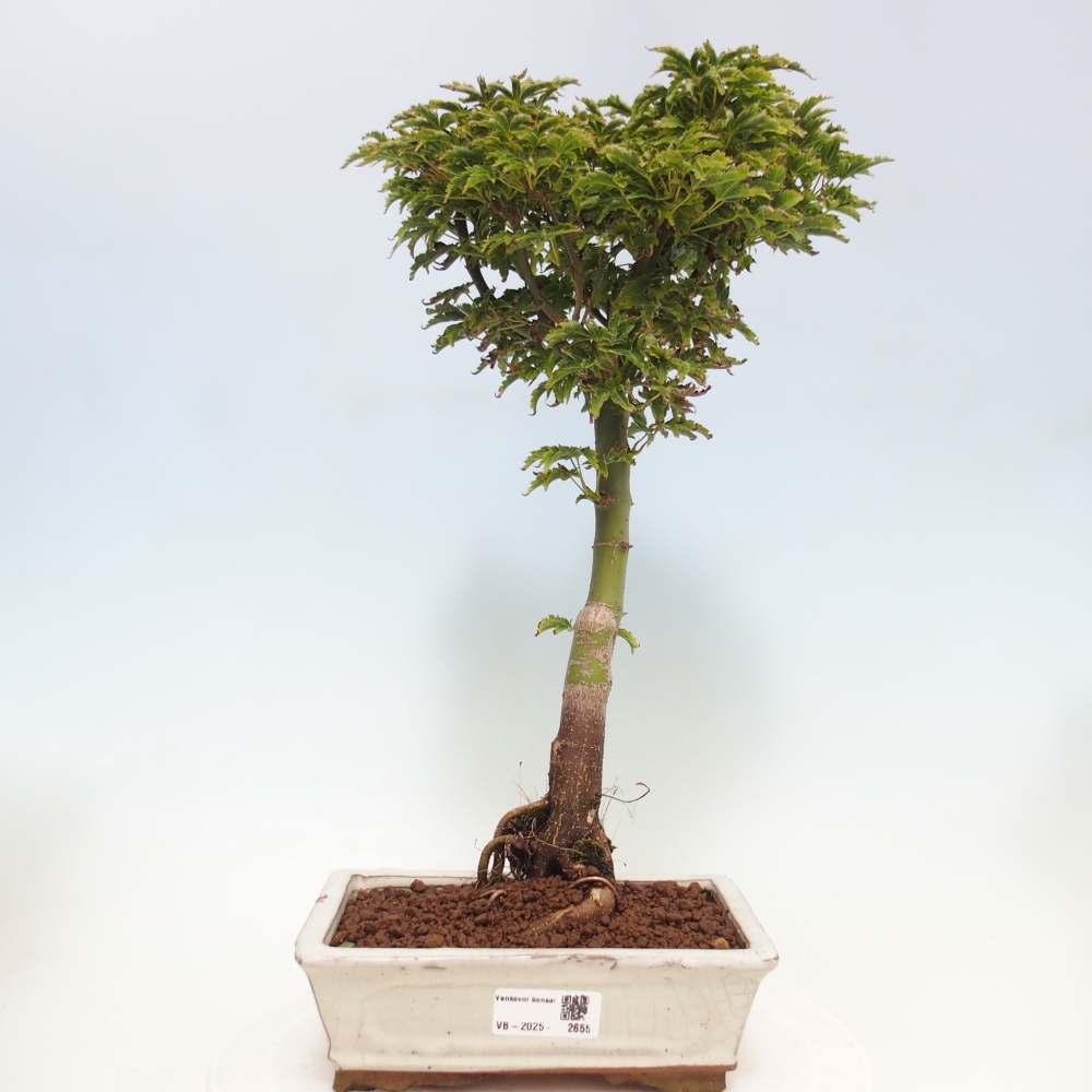 Kültéri bonsai -Javor pálma Acer palmatum Shishigashira