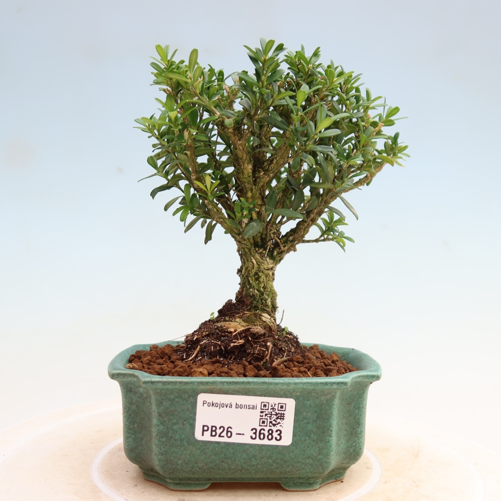 Szobai bonsai - Buxus harlandii - parafa buxus