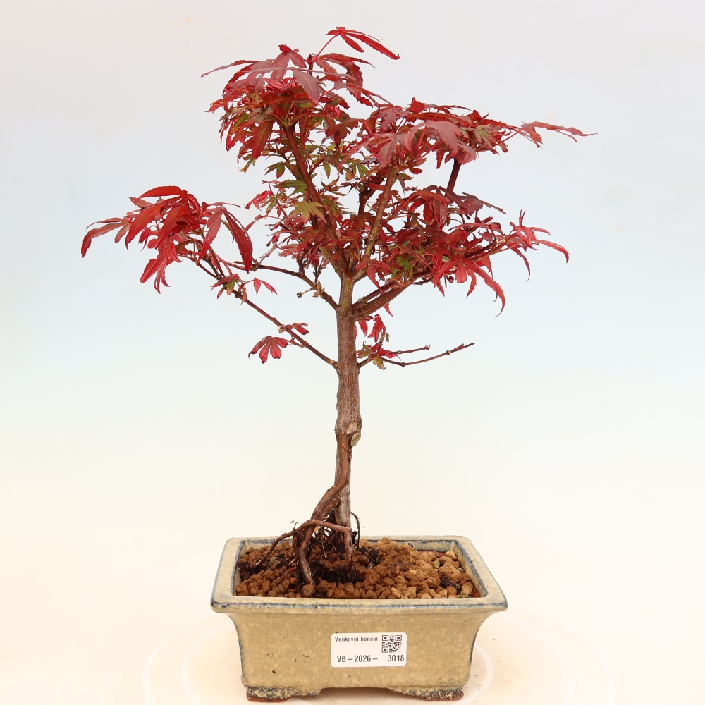 Kültéri bonsai – tenyérlevelű juhar – Acer palmatum Berry Broom 