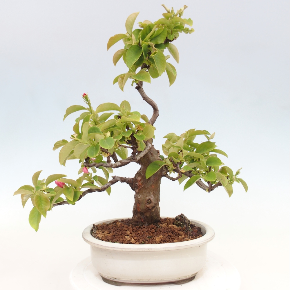Kültéri bonsai - Pseudocydonia sinensis - kínai birs