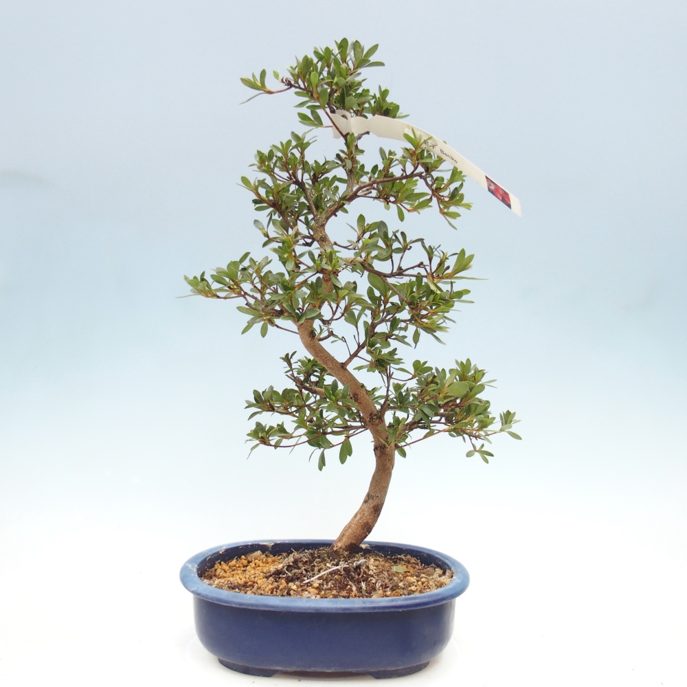 Kültéri bonsai - Japán azálea - Azalea Beniko