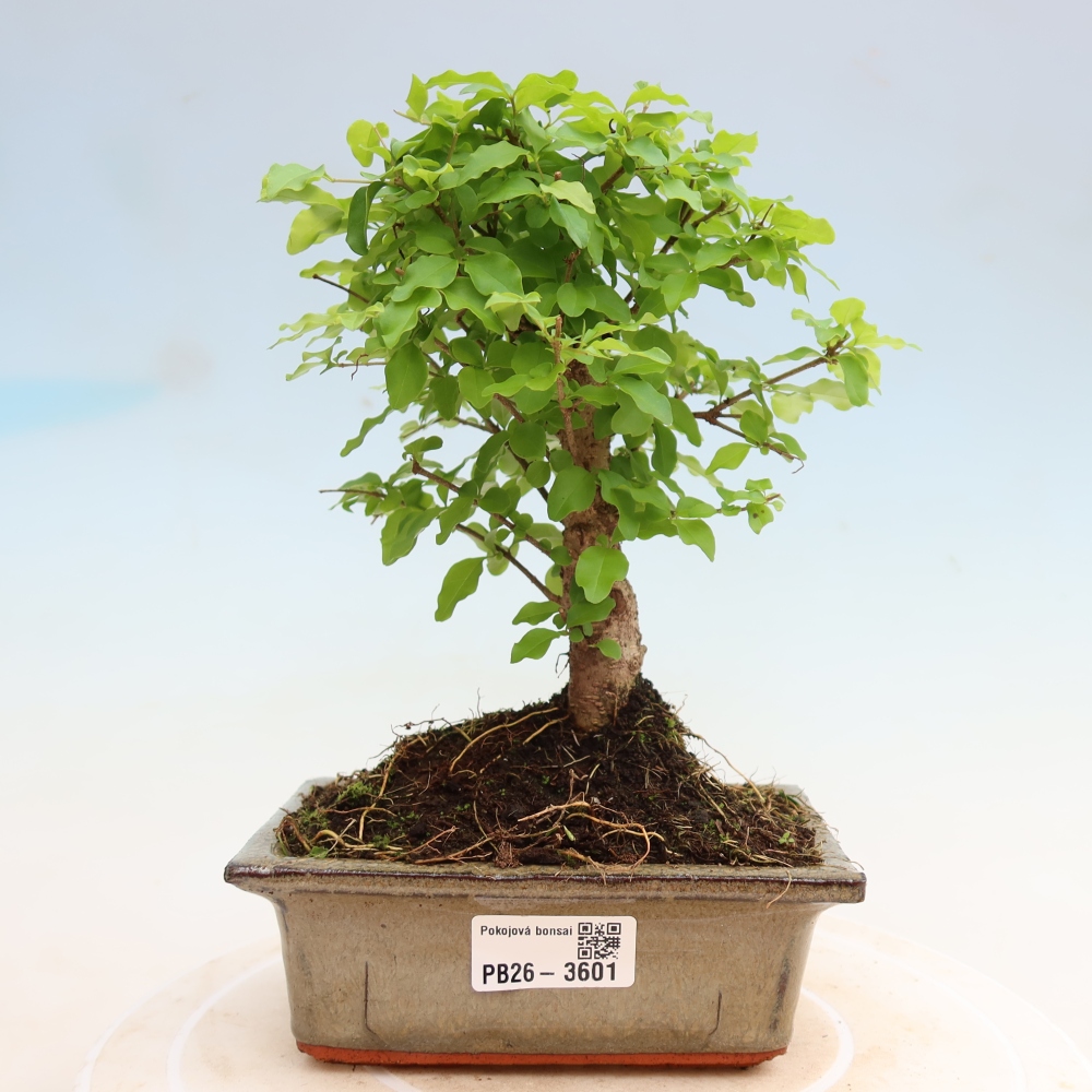 Szobai bonsai -Ligustrum chinensis - Madárcsőr