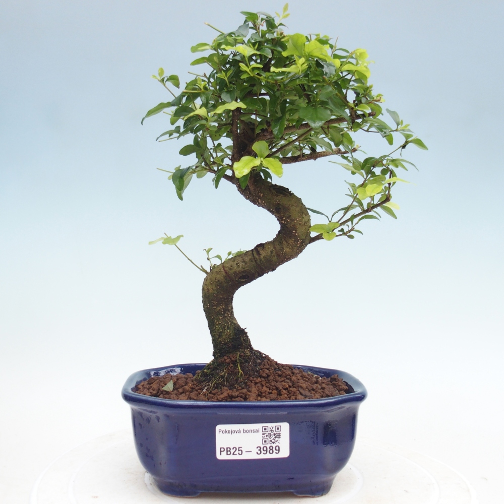 Szobai bonsai -Ligustrum chinensis - Madárcsőr