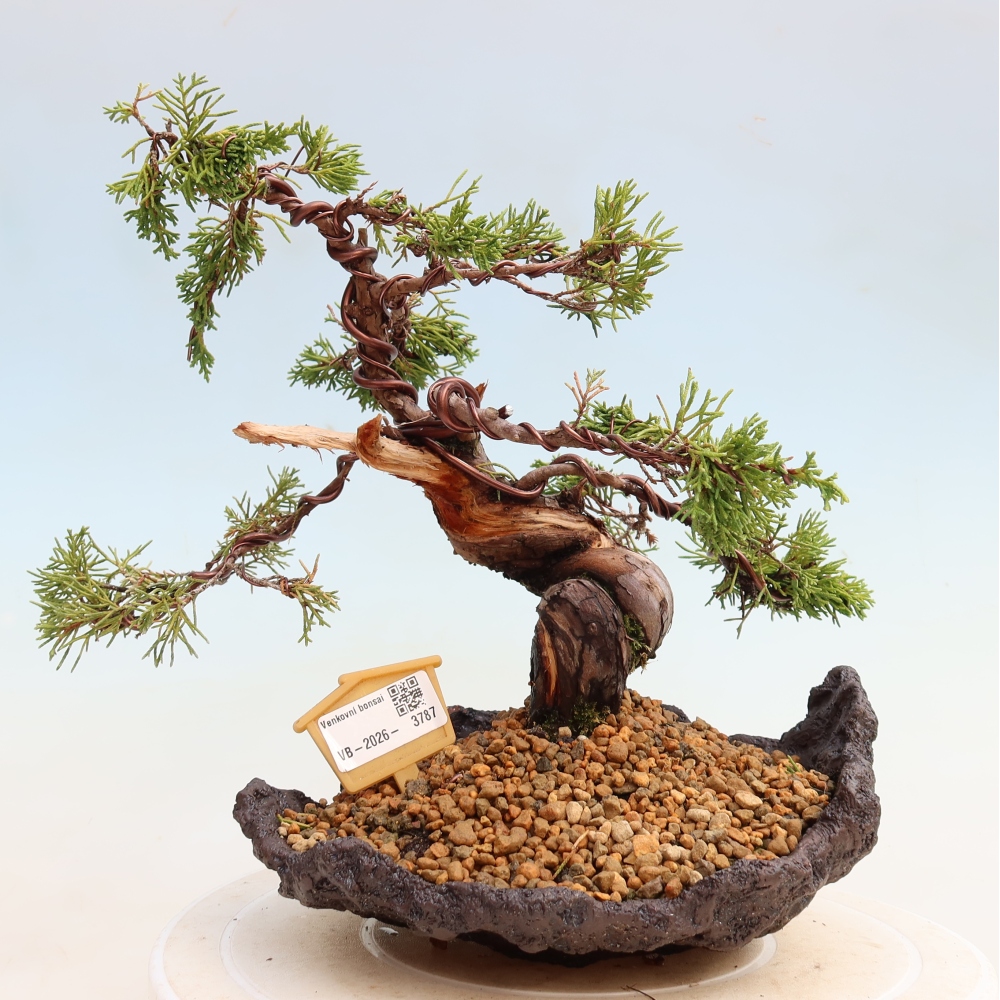 Kültéri bonsai - Juniperus chinensis Itoigawa-Juniperus chinensis