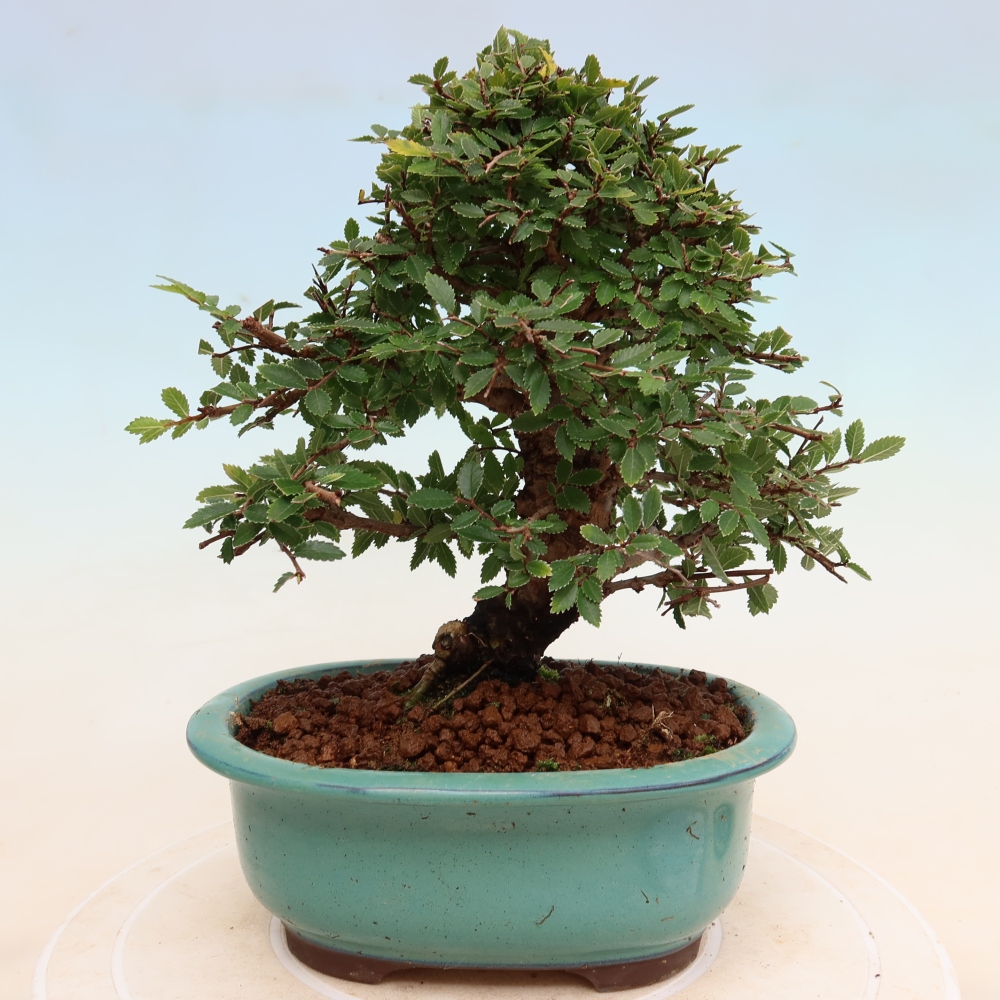 Kültéri bonsai - Zelkova - Zelkova NIRE