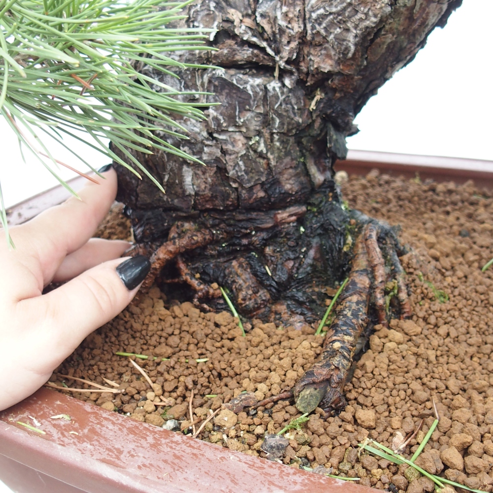 Kültéri bonsai - Pinus thunbergii - Thunberg fenyő