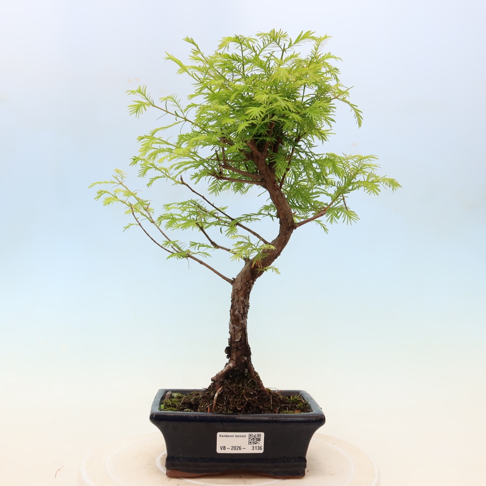 Kültéri bonsai - Metasequoia glyptostroboides - Kínai metasequoia