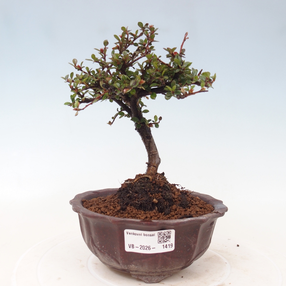 Kültéri bonsai - Cotoneaster horizontalis - Rocky Mountain