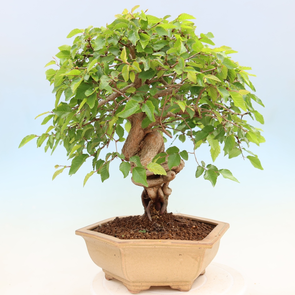 Kültéri bonsai -Carpinus Coreana - Koreai gyertyánfa